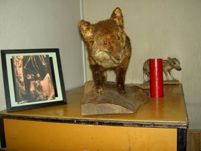 un renard